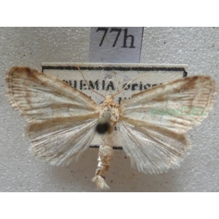 Photedes minima (Haworth, 1809) Czech77h